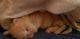 American Longhair Cats for sale in Columbia, SC, USA. price: NA