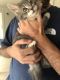American Longhair Cats for sale in Fayetteville, AR, USA. price: $10