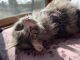American Longhair Cats for sale in Minneapolis, MN, USA. price: NA