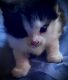 American Longhair Cats for sale in Lebanon, NJ 08833, USA. price: NA