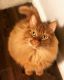 American Longhair Cats for sale in Lewisville, TX, USA. price: $50