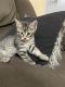 American Longhair Cats for sale in Imperial, NE 69033, USA. price: $30