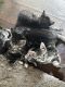 American Longhair Cats for sale in Pennsauken Township, NJ, USA. price: NA