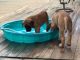 American Mastiff Puppies for sale in Alexandria, VA, USA. price: $500