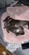 American Mastiff Puppies for sale in Harrisburg, PA, USA. price: NA