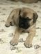 American Mastiff Puppies for sale in Winter Springs, FL, USA. price: $2,000