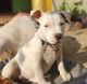 American Mastiff Puppies for sale in Muzaffarnagar, Uttar Pradesh, India. price: 25000 INR