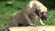 American Mastiff Puppies
