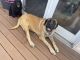 American Mastiff Puppies for sale in Pottstown, PA 19464, USA. price: $500