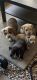 American Mastiff Puppies for sale in Hawthorne, CA, USA. price: NA