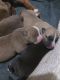 American Mastiff Puppies for sale in Topeka, KS 66605, USA. price: NA