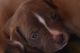 American Mastiff Puppies for sale in Topeka, KS 66605, USA. price: NA