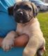 American Mastiff Puppies for sale in Jackson County, OH, USA. price: $1,000