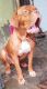 American Mastiff Puppies for sale in Kasganj, Uttar Pradesh 207123, India. price: 12000 INR