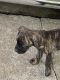 American Mastiff Puppies for sale in Atlanta, GA, USA. price: $1,000