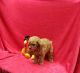 American Mastiff Puppies for sale in Woodbridge, VA 22191, USA. price: NA