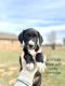 American Mastiff Puppies for sale in Oklahoma City, OK, USA. price: NA