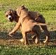 American Mastiff Puppies for sale in Sumter, SC 29153, USA. price: NA