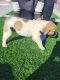 American Mastiff Puppies for sale in Las Vegas, NV, USA. price: $1,500