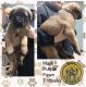 American Mastiff Puppies for sale in Marysville, OH 43040, USA. price: $1,500