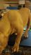 American Mastiff Puppies for sale in Prince George's County, MD, USA. price: $800