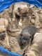 American Mastiff Puppies