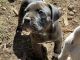 American Mastiff Puppies for sale in Spanaway, Washington. price: $600,650