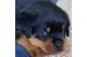 American Mastiff Puppies for sale in Burbank, CA, USA. price: NA