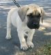 American Mastiff Puppies for sale in Hollywood, FL, USA. price: NA