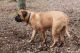 American Mastiff Puppies for sale in Sugarcreek, OH 44681, USA. price: $1,300