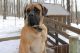 American Mastiff Puppies for sale in Sugarcreek, OH 44681, USA. price: $1,500
