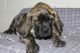 American Mastiff Puppies for sale in Sugarcreek, OH 44681, USA. price: $1,200