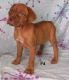 American Mastiff Puppies for sale in Los Angeles, CA, USA. price: NA