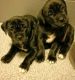 American Mastiff Puppies for sale in Atlanta, GA, USA. price: $400
