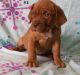 American Mastiff Puppies for sale in Provo, UT, USA. price: NA