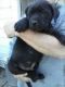 American Mastiff Puppies for sale in Los Angeles, CA, USA. price: $500