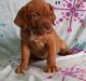 American Mastiff Puppies for sale in Los Angeles, CA, USA. price: NA