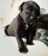 American Mastiff Puppies for sale in Dallas, TX, USA. price: NA
