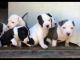 American Mastiff Puppies for sale in Jacksonville, FL, USA. price: NA