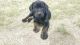 American Mastiff Puppies for sale in Aurora, CO, USA. price: NA
