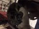 American Mastiff Puppies for sale in Corona, CA, USA. price: NA