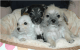American Mastiff Puppies for sale in New Orleans, LA, USA. price: NA