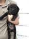 American Mastiff Puppies for sale in Roseville, IL 61473, USA. price: NA