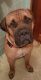 American Mastiff Puppies for sale in Wilbraham, MA 01095, USA. price: NA