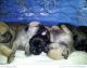 American Mastiff Puppies for sale in Tampa, FL, USA. price: NA