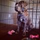 American Mastiff Puppies for sale in Jacksonville, NC, USA. price: NA