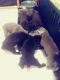American Mastiff Puppies for sale in Cordova, TN 38016, USA. price: NA