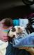 American Mastiff Puppies for sale in Orangeburg, SC, USA. price: $200