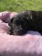 American Mastiff Puppies for sale in Justice, IL, USA. price: NA