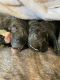 American Mastiff Puppies for sale in Miami, FL, USA. price: $1,500